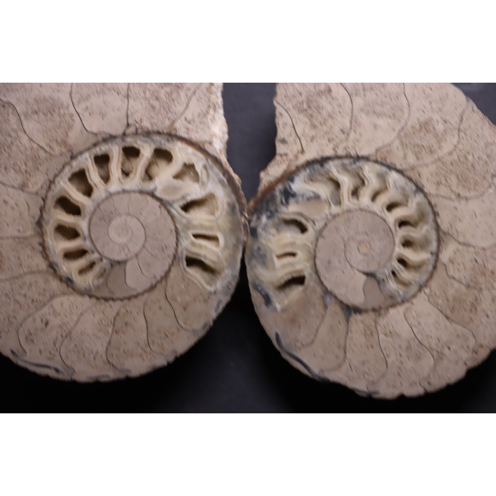 belle ammonite sciée recto/verso avec loges en calcite   jurassique  Normandie - FRANCE