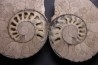 belle ammonite sciée recto/verso avec loges en calcite   jurassique  Normandie - FRANCE