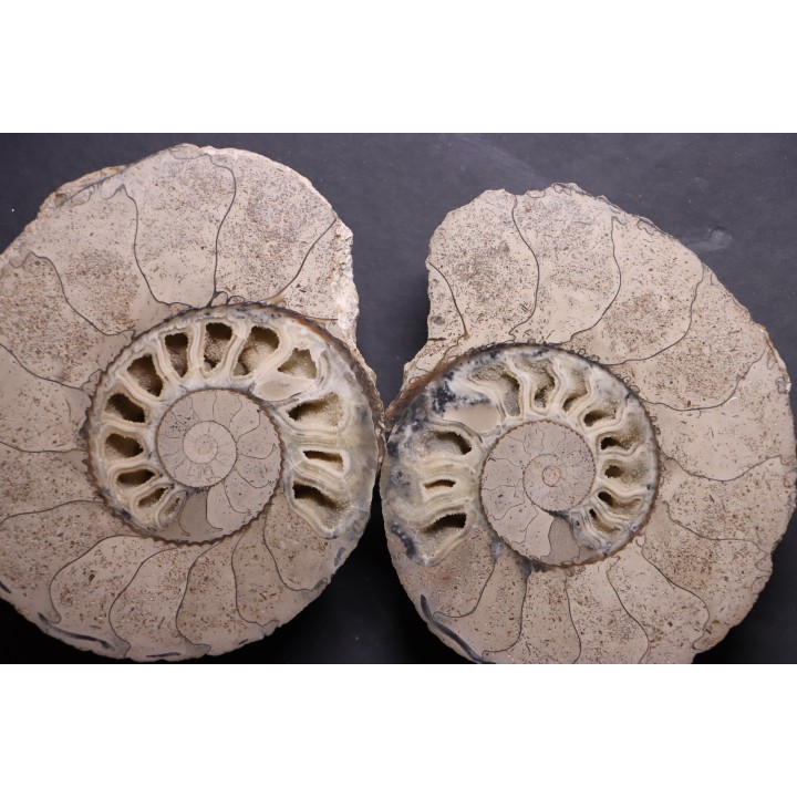 belle ammonite sciée recto/verso avec loges en calcite   jurassique  Normandie - FRANCE