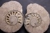 belle ammonite sciée recto/verso avec loges en calcite   jurassique  Normandie - FRANCE