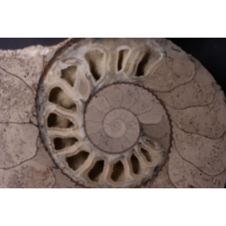 belle ammonite sciée recto/verso avec loges en calcite   jurassique  Normandie - FRANCE