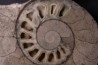 belle ammonite sciée recto/verso avec loges en calcite   jurassique  Normandie - FRANCE