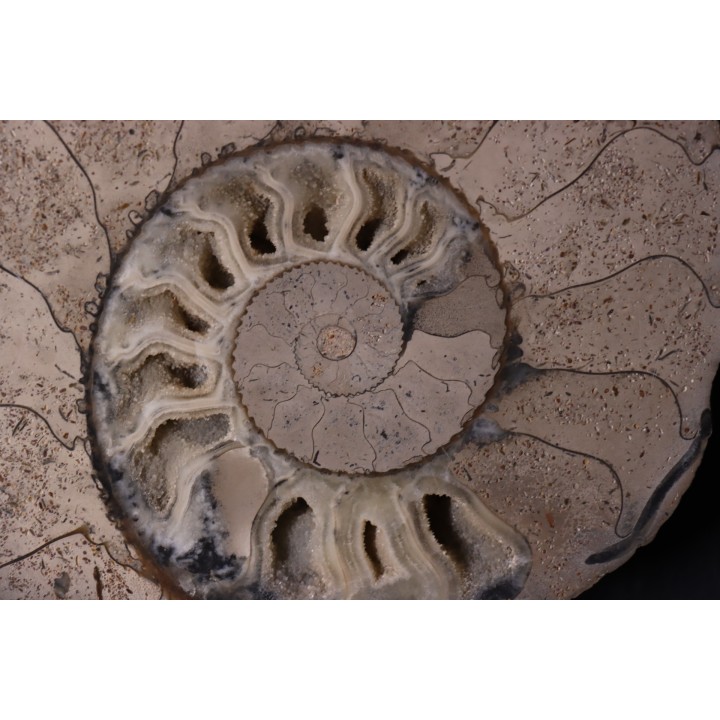 belle ammonite sciée recto/verso avec loges en calcite   jurassique  Normandie - FRANCE