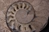 belle ammonite sciée recto/verso avec loges en calcite   jurassique  Normandie - FRANCE