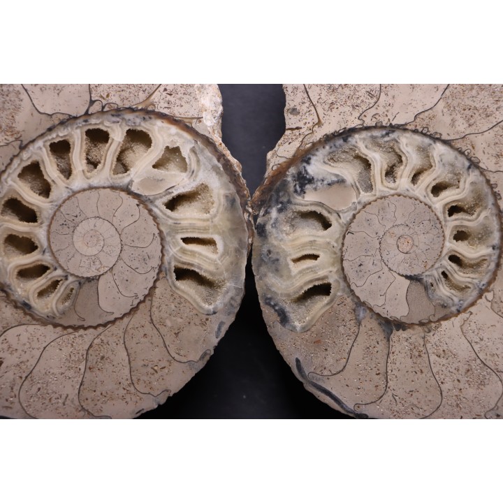 belle ammonite sciée recto/verso avec loges en calcite   jurassique  Normandie - FRANCE