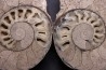 belle ammonite sciée recto/verso avec loges en calcite   jurassique  Normandie - FRANCE