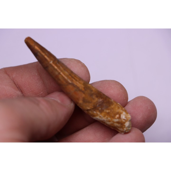 dent de dinosaure SPINOSAURUS AEGYPTIACUS