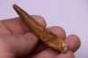 dent de dinosaure SPINOSAURUS AEGYPTIACUS