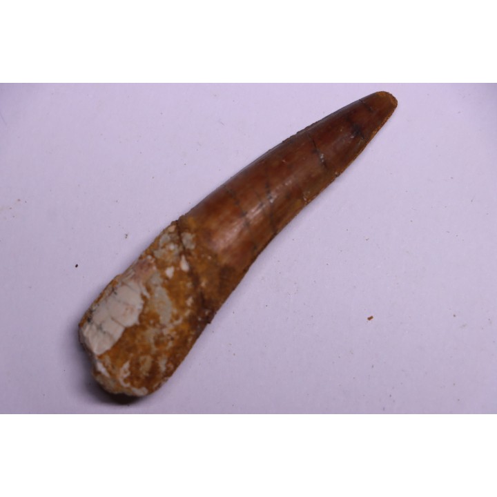 dinosaur TOOTH - SPINOSAURUS AEGYPTIACUS