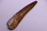 dinosaur TOOTH - SPINOSAURUS AEGYPTIACUS
