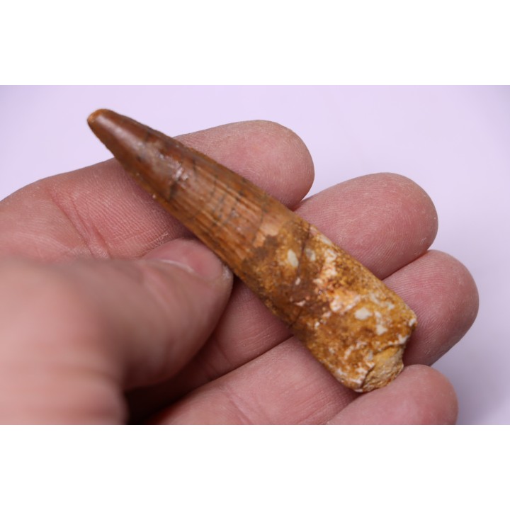 dinosaur TOOTH - SPINOSAURUS AEGYPTIACUS