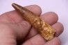 dinosaur TOOTH - SPINOSAURUS AEGYPTIACUS