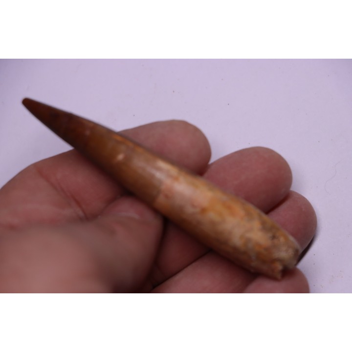dinosaur TOOTH - SPINOSAURUS AEGYPTIACUS