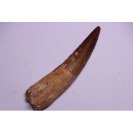 dinosaur TOOTH - SPINOSAURUS AEGYPTIACUS