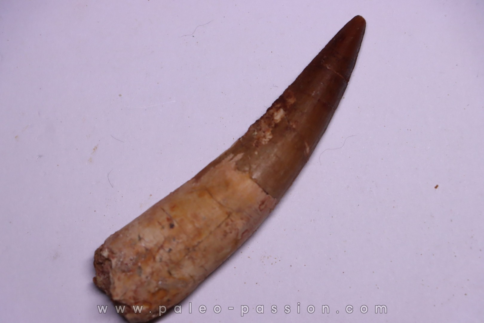 dinosaur TOOTH - SPINOSAURUS AEGYPTIACUS