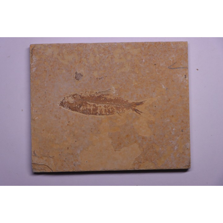 poisson fossile KNIGHTIA EOCAENA - Eocène - green river formation - WYOMING, USA