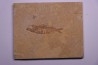 poisson fossile KNIGHTIA EOCAENA - Eocène - green river formation - WYOMING, USA