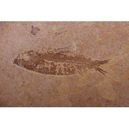 KNIGHTIA EOCAENA - Eocène - green river formation - Kemmerer, Wyoming - USA