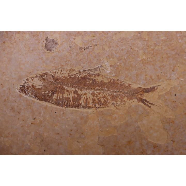 KNIGHTIA EOCAENA - Eocène - green river formation - Kemmerer, Wyoming - USA