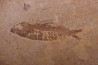 KNIGHTIA EOCAENA - Eocène - green river formation - Kemmerer, Wyoming - USA