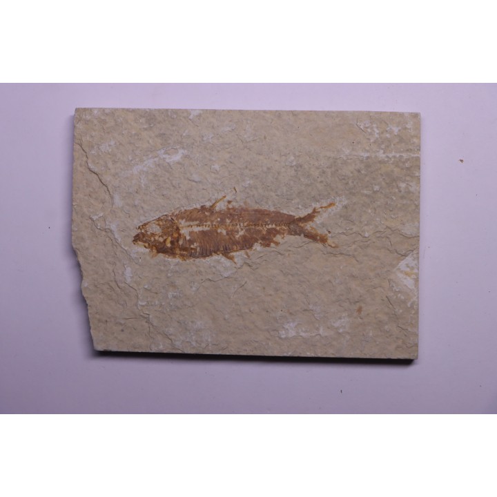 KNIGHTIA EOCAENA - Eocène - green river formation - Kemmerer, Wyoming - USA