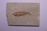 KNIGHTIA EOCAENA - Eocène - green river formation - Kemmerer, Wyoming - USA