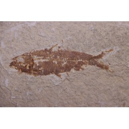 poisson fossile KNIGHTIA EOCAENA - Eocène - green river formation - WYOMING, USA