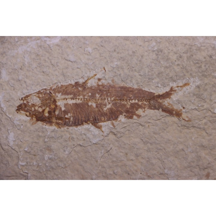 poisson fossile KNIGHTIA EOCAENA - Eocène - green river formation - WYOMING, USA