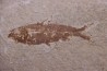 KNIGHTIA EOCAENA - Eocène - green river formation - Kemmerer, Wyoming - USA
