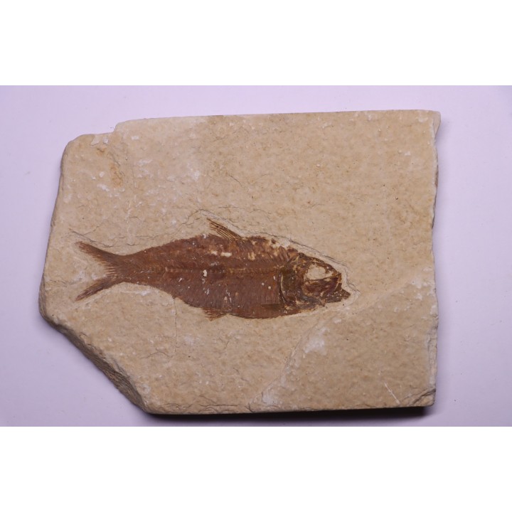 poisson fossile KNIGHTIA EOCAENA - Eocène - green river formation - WYOMING, USA