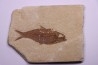 KNIGHTIA EOCAENA - Eocène - green river formation - Kemmerer, Wyoming - USA