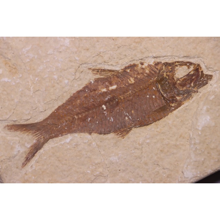KNIGHTIA EOCAENA - Eocène - green river formation - Kemmerer, Wyoming - USA