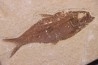 KNIGHTIA EOCAENA - Eocène - green river formation - Kemmerer, Wyoming - USA
