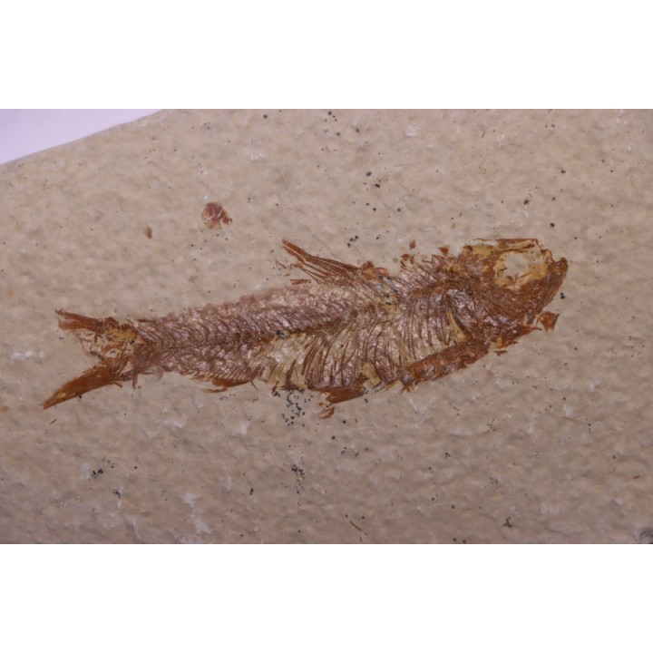 KNIGHTIA EOCAENA - Eocène - green river formation - Kemmerer, Wyoming - USA