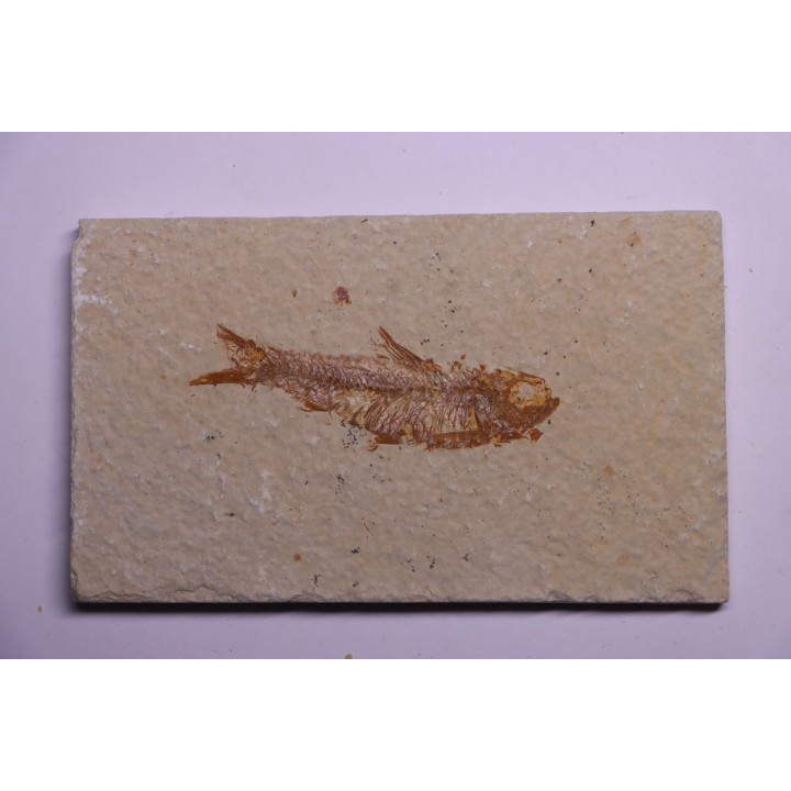KNIGHTIA EOCAENA - Eocène - green river formation - Kemmerer, Wyoming - USA