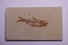 poisson fossile KNIGHTIA EOCAENA - Eocène - green river formation - WYOMING, USA