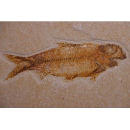 poisson fossile KNIGHTIA EOCAENA - Eocène - green river formation - WYOMING, USA