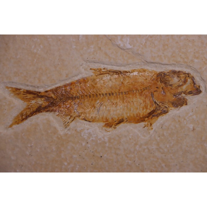 KNIGHTIA EOCAENA - Eocène - green river formation - Kemmerer, Wyoming - USA
