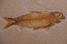 KNIGHTIA EOCAENA - Eocène - green river formation - Kemmerer, Wyoming - USA