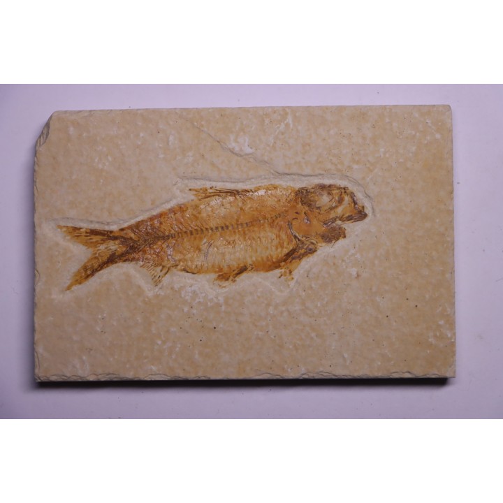 KNIGHTIA EOCAENA - Eocène - green river formation - Kemmerer, Wyoming - USA