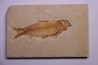 poisson fossile KNIGHTIA EOCAENA - Eocène - green river formation - WYOMING, USA