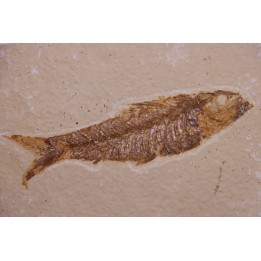 poisson fossile KNIGHTIA EOCAENA - Eocène - green river formation - WYOMING, USA