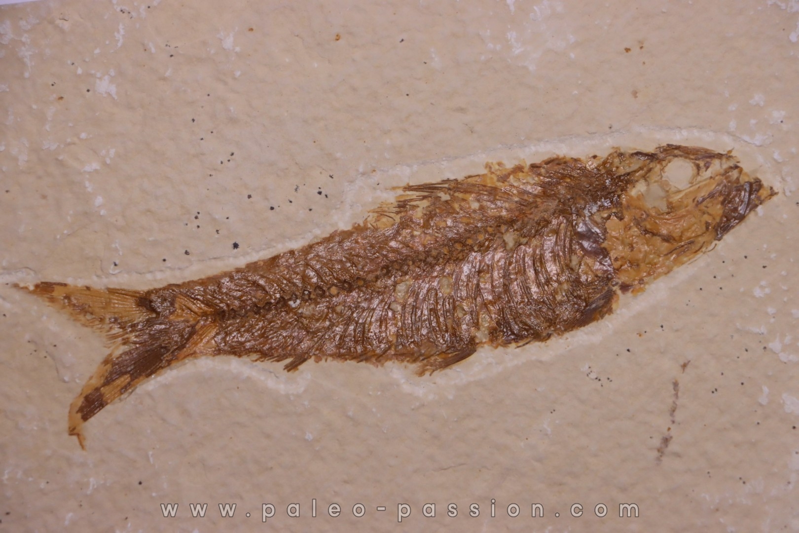 KNIGHTIA EOCAENA - Eocène - green river formation - Kemmerer, Wyoming - USA