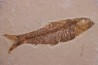 KNIGHTIA EOCAENA - Eocène - green river formation - Kemmerer, Wyoming - USA