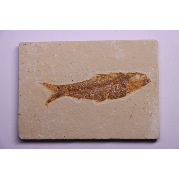 KNIGHTIA EOCAENA - Eocène - green river formation - Kemmerer, Wyoming - USA