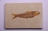 poisson fossile KNIGHTIA EOCAENA - Eocène - green river formation - WYOMING, USA
