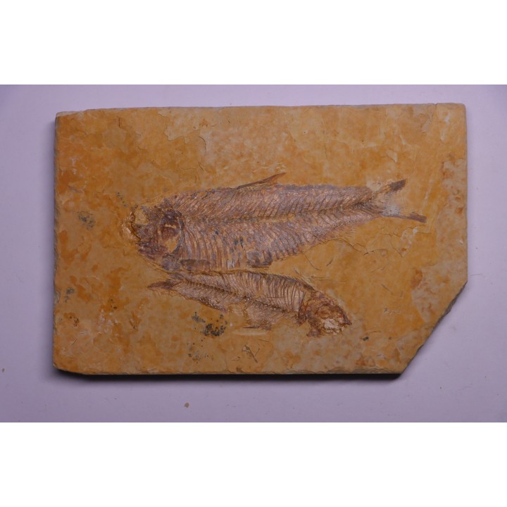 poisson fossile KNIGHTIA EOCAENA - Eocène - green river formation - WYOMING, USA