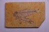 KNIGHTIA EOCAENA - Eocène - green river formation - Kemmerer, Wyoming - USA