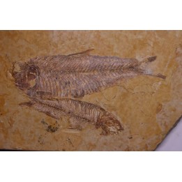 KNIGHTIA EOCAENA - Eocène - green river formation - Kemmerer, Wyoming - USA