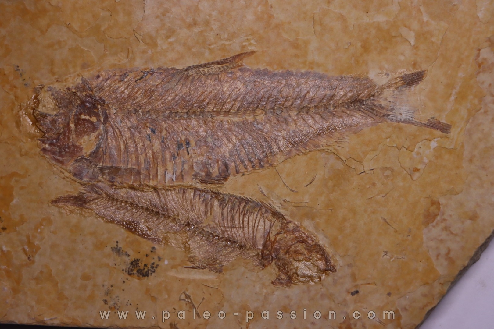 KNIGHTIA EOCAENA - Eocène - green river formation - Kemmerer, Wyoming - USA